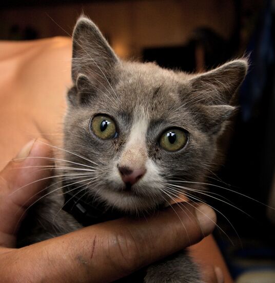 Kitten with four ears, called Luntik, from Vladivostok