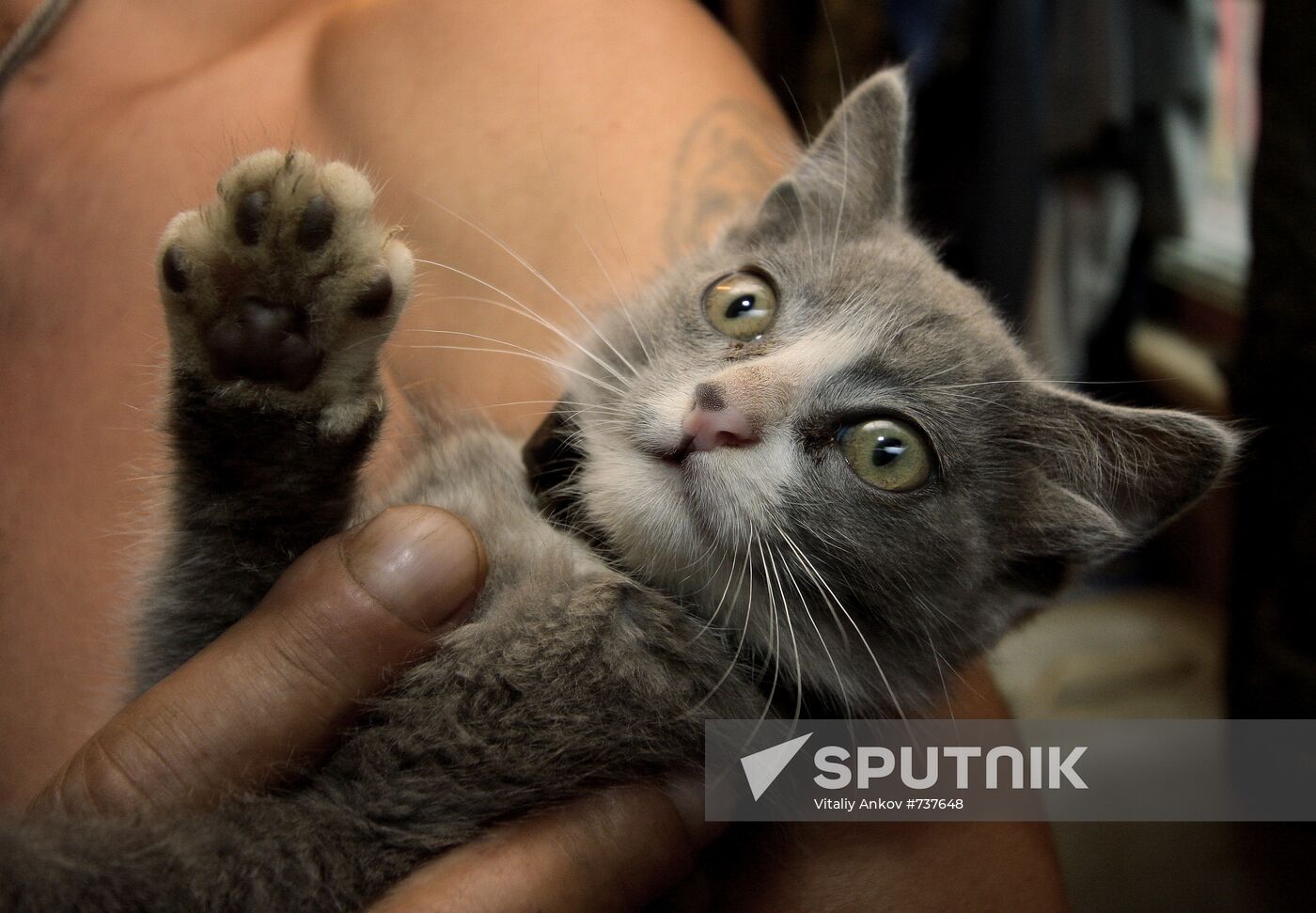 Kitten with four ears, called Luntik, from Vladivostok