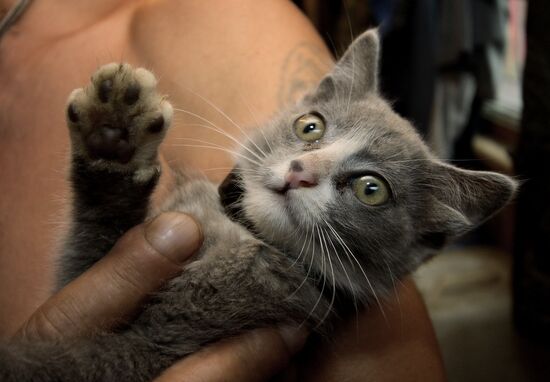 Kitten with four ears, called Luntik, from Vladivostok