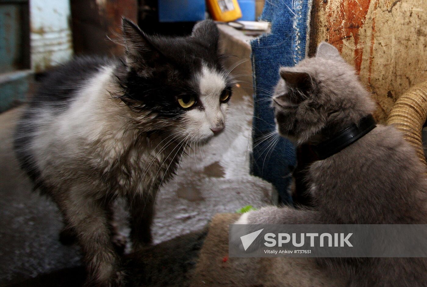 Kitten with four ears, called Luntik, from Vladivostok