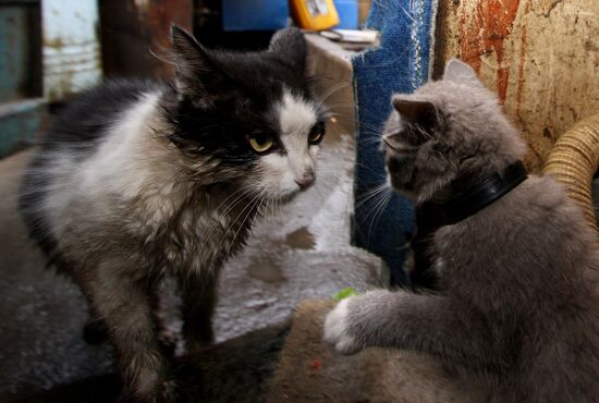 Kitten with four ears, called Luntik, from Vladivostok