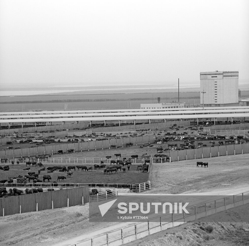 Mechanized feeding area and forage automatic factory