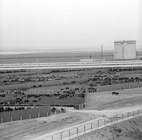 Mechanized feeding area and forage automatic factory