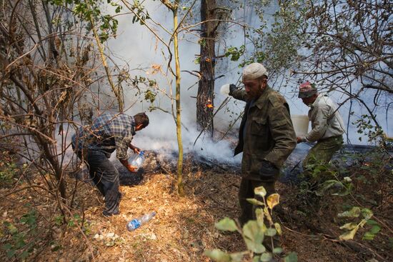 Fighting forest fire in Moscow Region