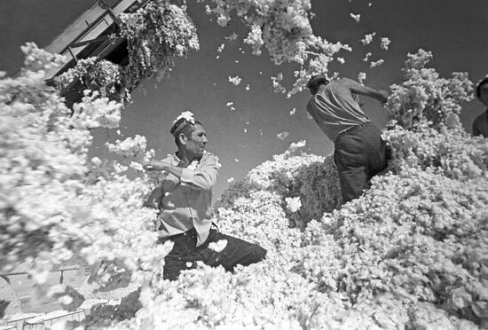 Harvesting cotton