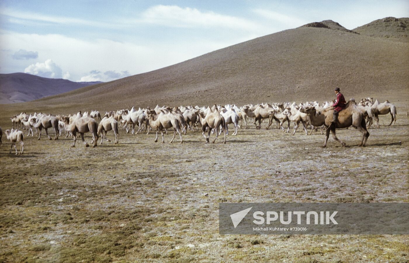 Camels