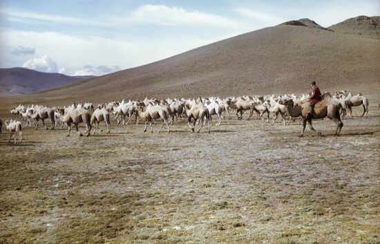 Camels