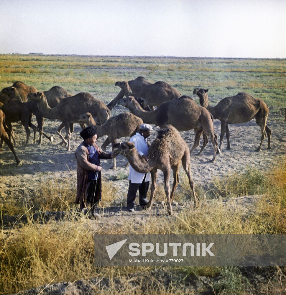 Camels