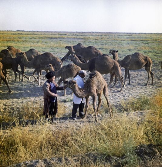 Camels