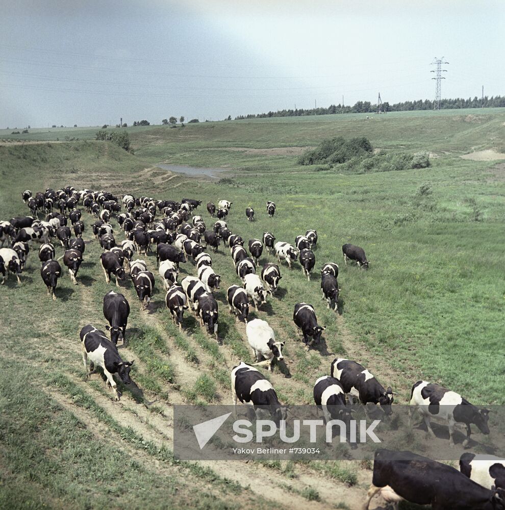 Cattle herd of collective farm named after Vladimir Ilyich