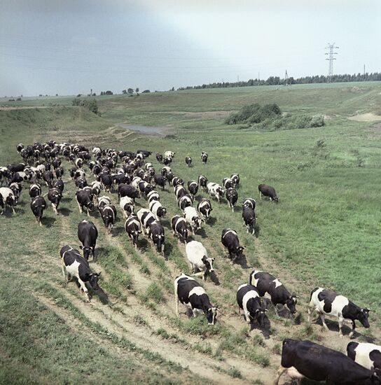 Cattle herd of collective farm named after Vladimir Ilyich