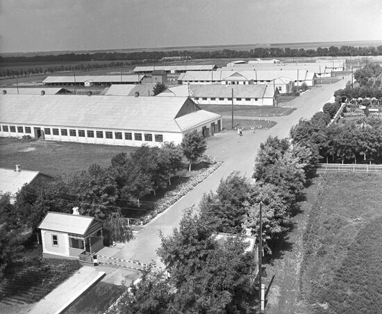 Cattle ranch in V.Lenin collective farm