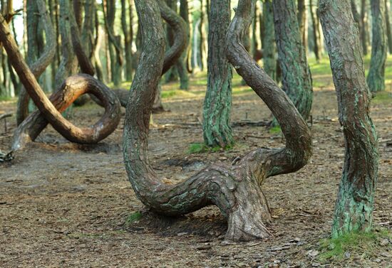 Dancing Forest in Curonian Spit