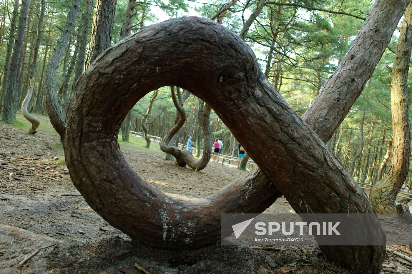 Dancing Forest in Curonian Spit