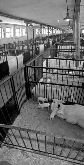 Pig-breeding farm