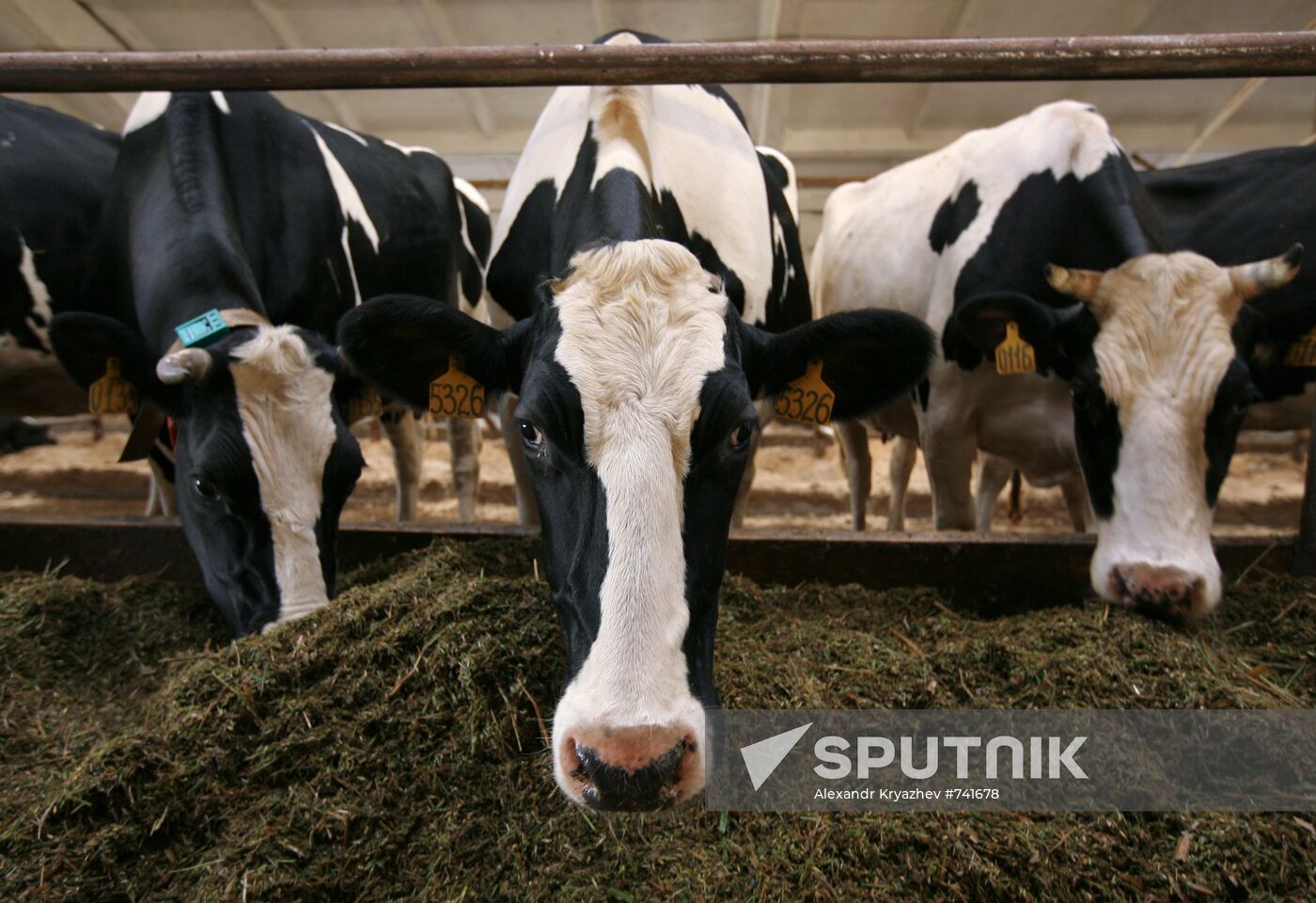 Siberian Agrarian Holding Group of Companies' dairy farm