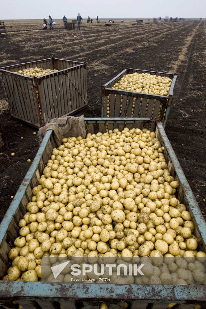 Harvesting potato in Sverdlovsk Region