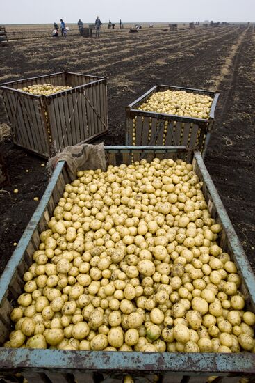 Harvesting potato in Sverdlovsk Region