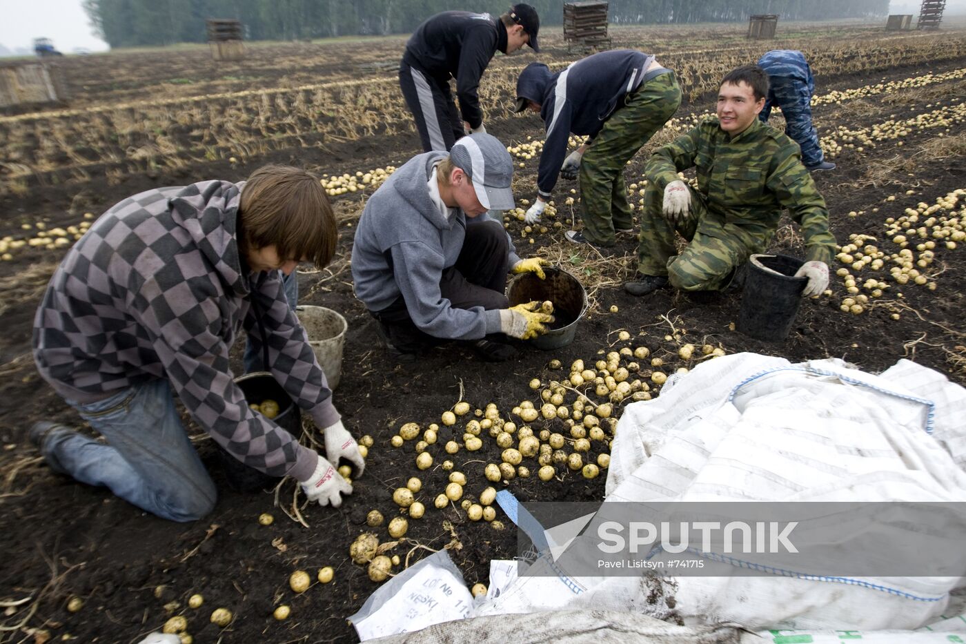 Harvesting potato in Sverdlovsk Region