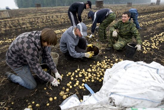 Harvesting potato in Sverdlovsk Region