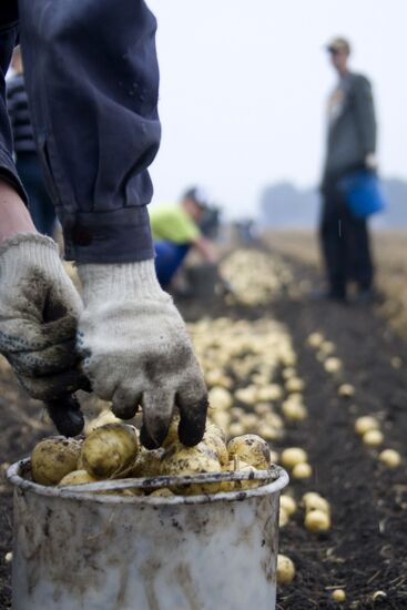 Harvesting potato in Sverdlovsk Region
