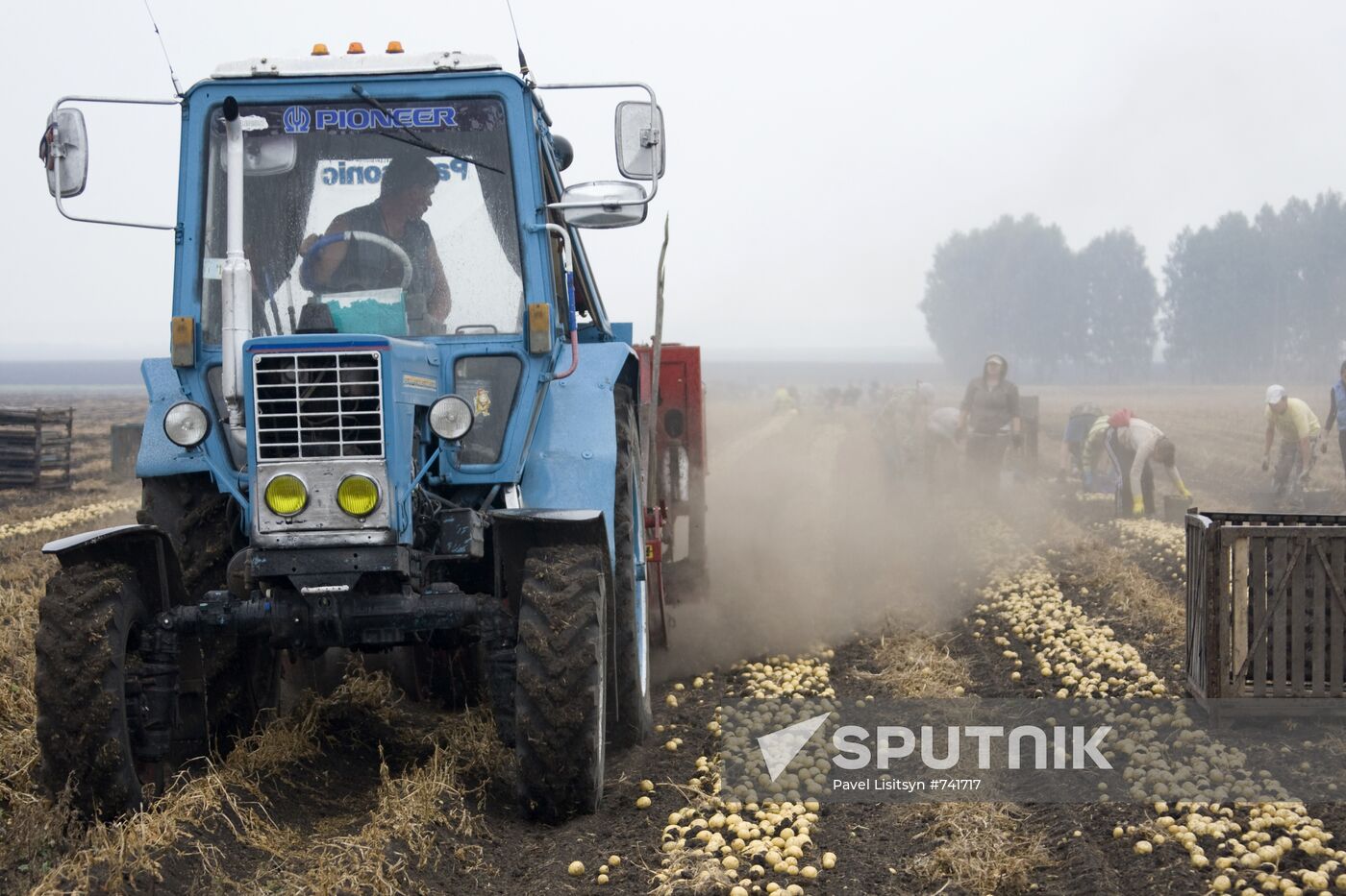 Harvesting potato in Sverdlovsk Region