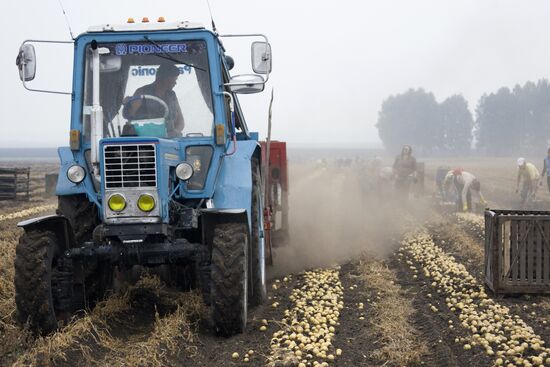 Harvesting potato in Sverdlovsk Region