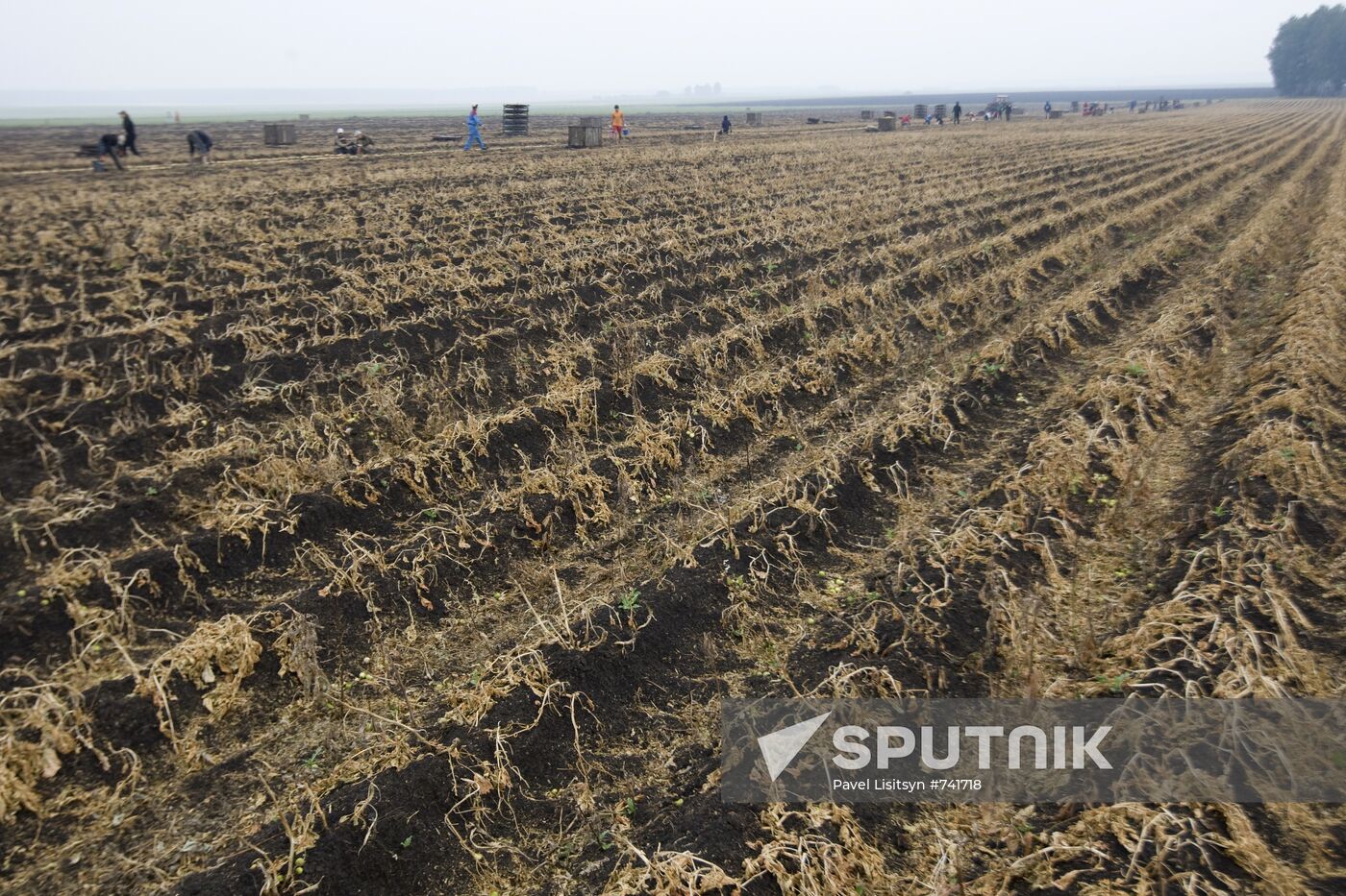 Harvesting potato in Sverdlovsk Region