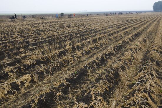 Harvesting potato in Sverdlovsk Region