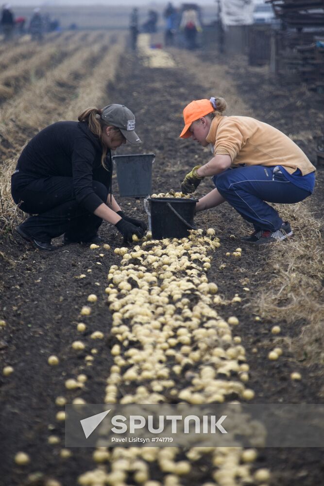 Harvesting potato in Sverdlovsk Region