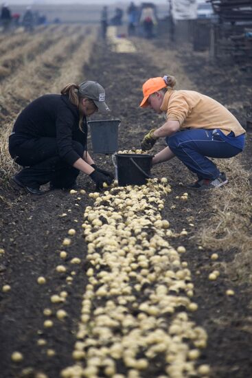Harvesting potato in Sverdlovsk Region