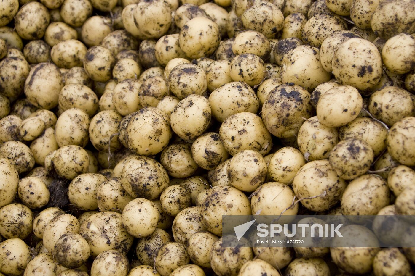 Harvesting potato in Sverdlovsk Region