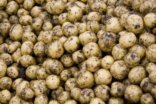 Harvesting potato in Sverdlovsk Region