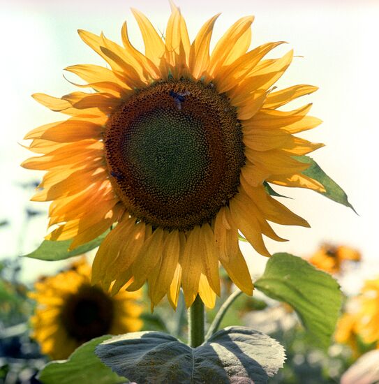 Blooming sunflower