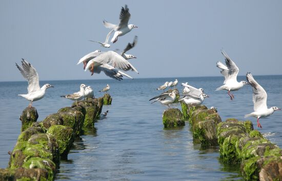 Gulls at Baltic Coast