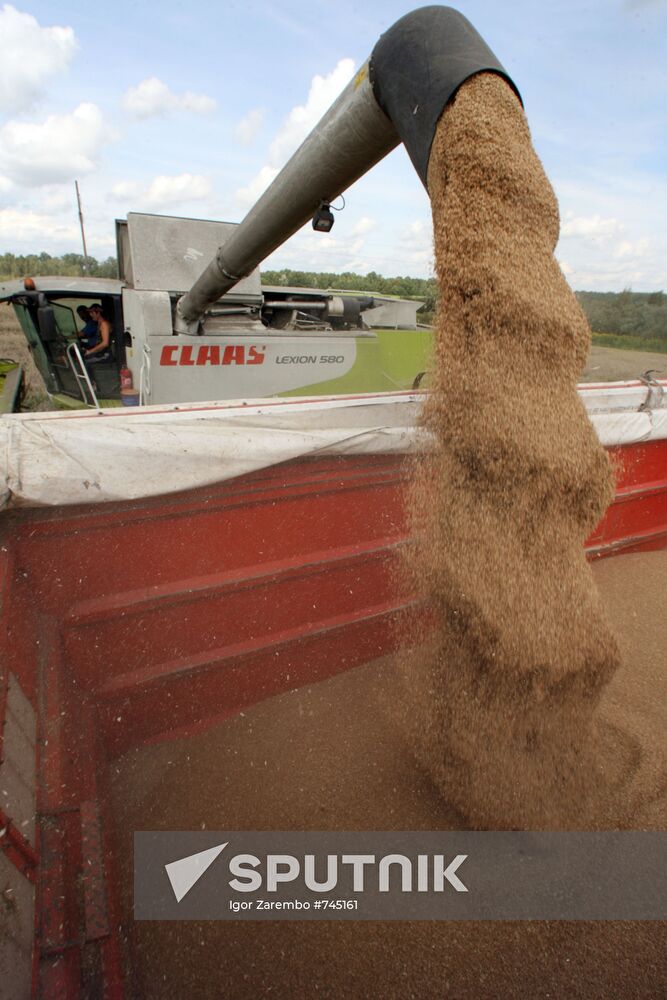 Harvested wheat from Dolgov and Co.'s fields