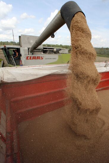 Harvested wheat from Dolgov and Co.'s fields