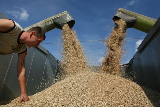 Harvested wheat from Dolgov and Co.'s fields