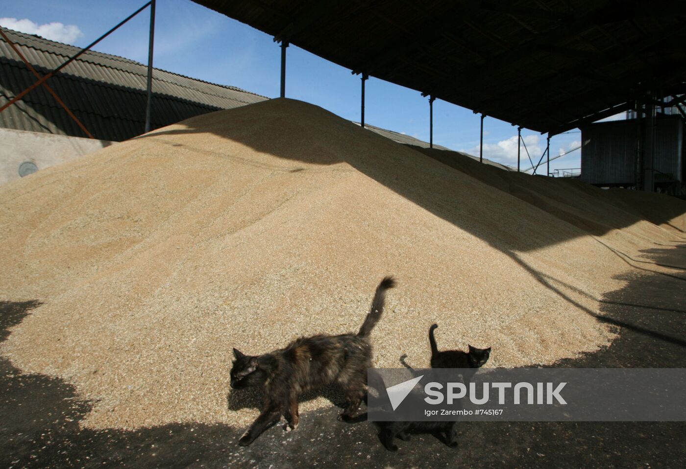 Harvested wheat from Dolgov and Co.'s fields