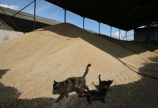 Harvested wheat from Dolgov and Co.'s fields