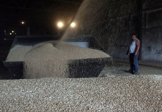 Harvested wheat from Dolgov and Co.'s fields