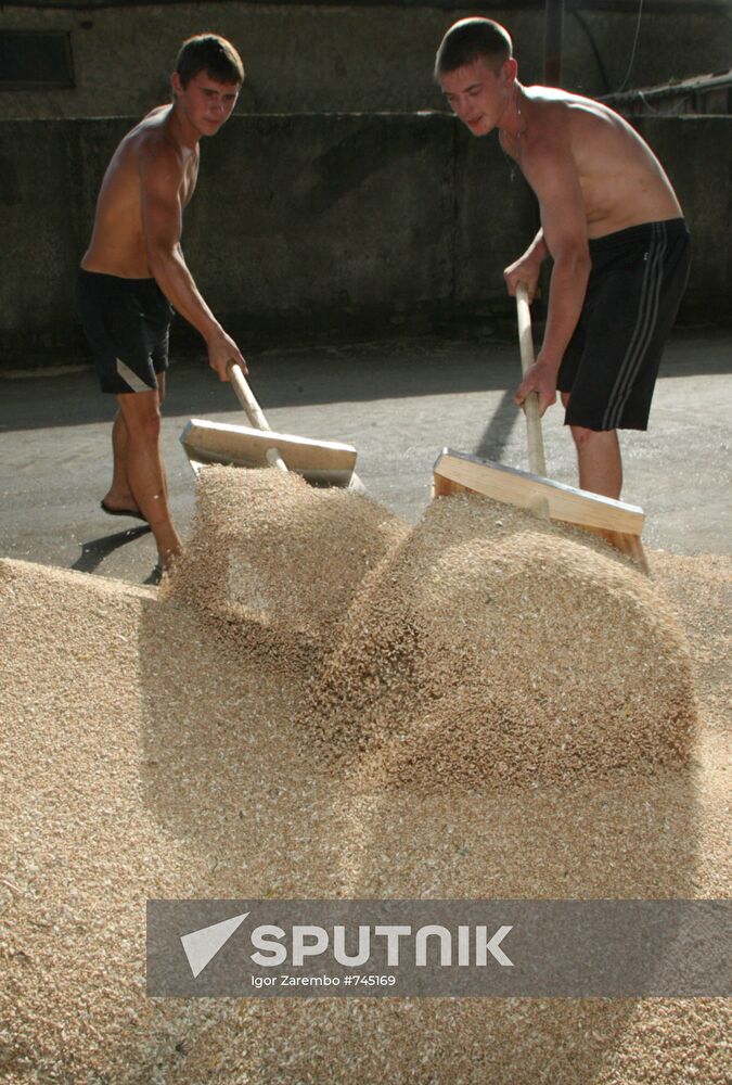 Harvested wheat from Dolgov and Co.'s fields
