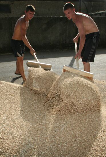 Harvested wheat from Dolgov and Co.'s fields