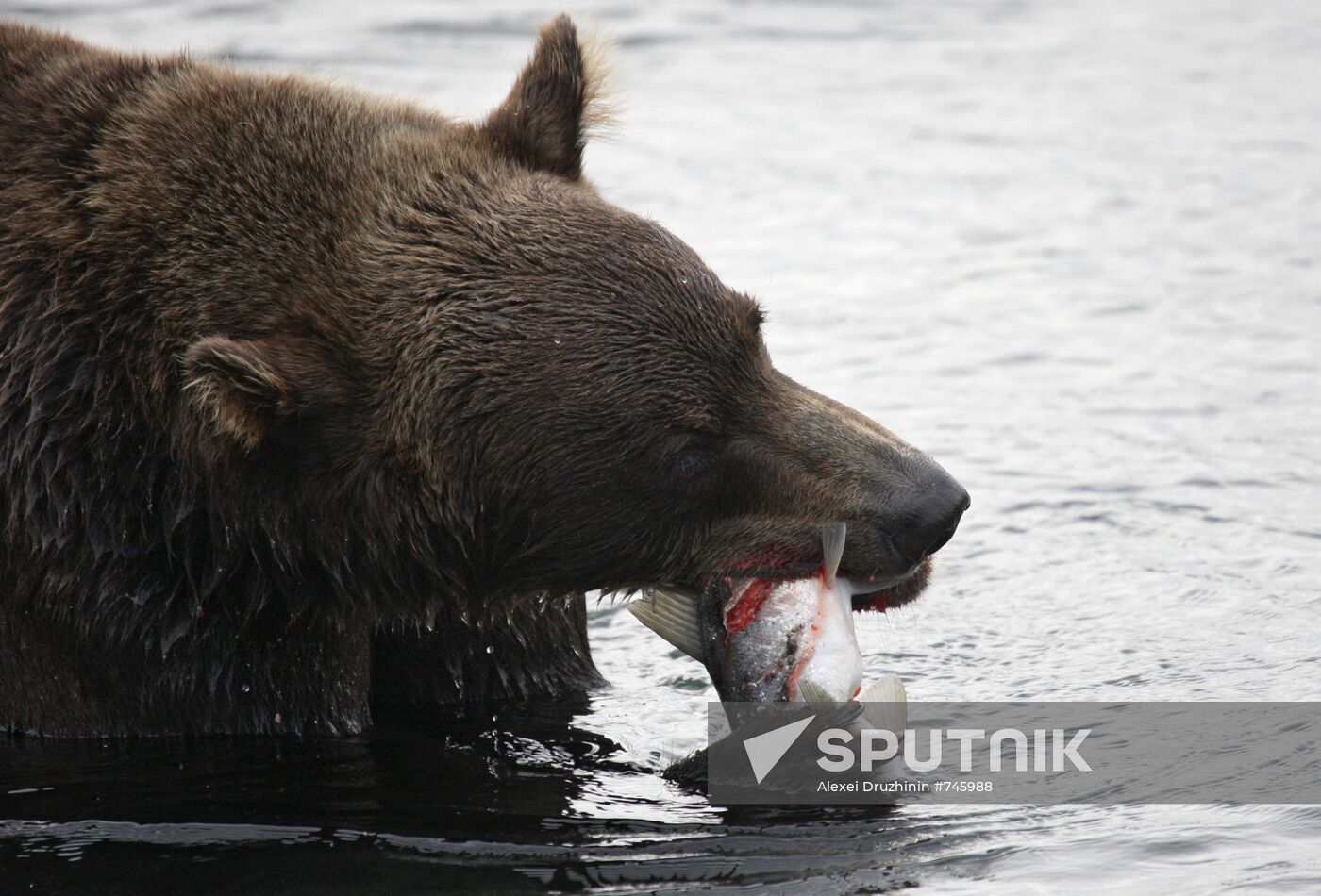 Bear hunting at Kuril Lake