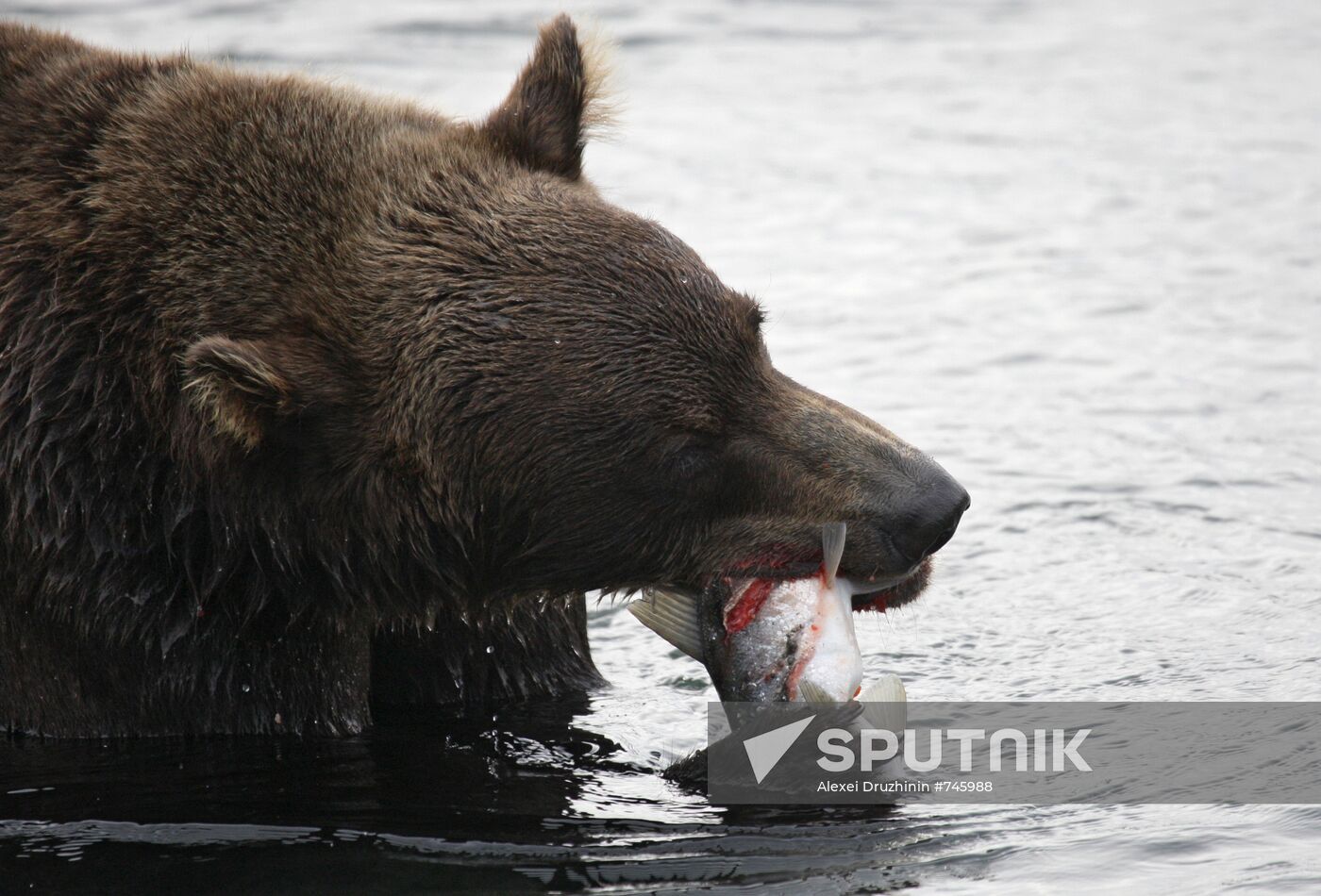 Bear hunting at Kuril Lake
