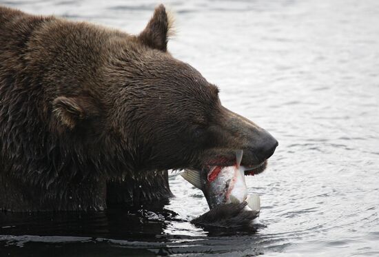 Bear hunting at Kuril Lake