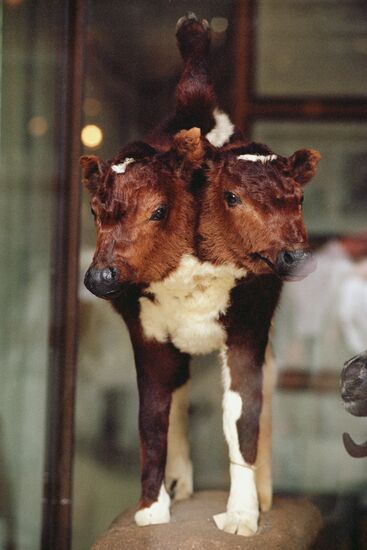 Two-headed calf