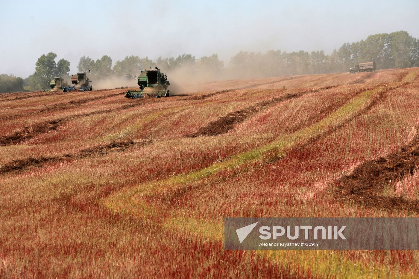 Buckwheat harvest in Altai Territory