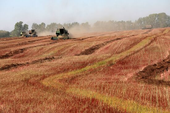 Buckwheat harvest in Altai Territory