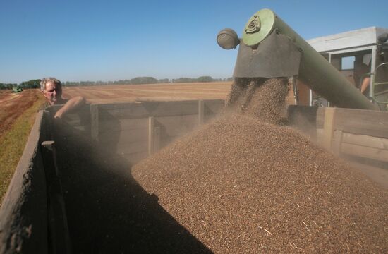 Buckwheat harvest in Altai Territory